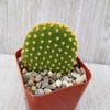 Bunny Ear Cactus &