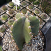 Cereus peruvianus spiralis twist