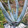 Aloe capitata quartziticola