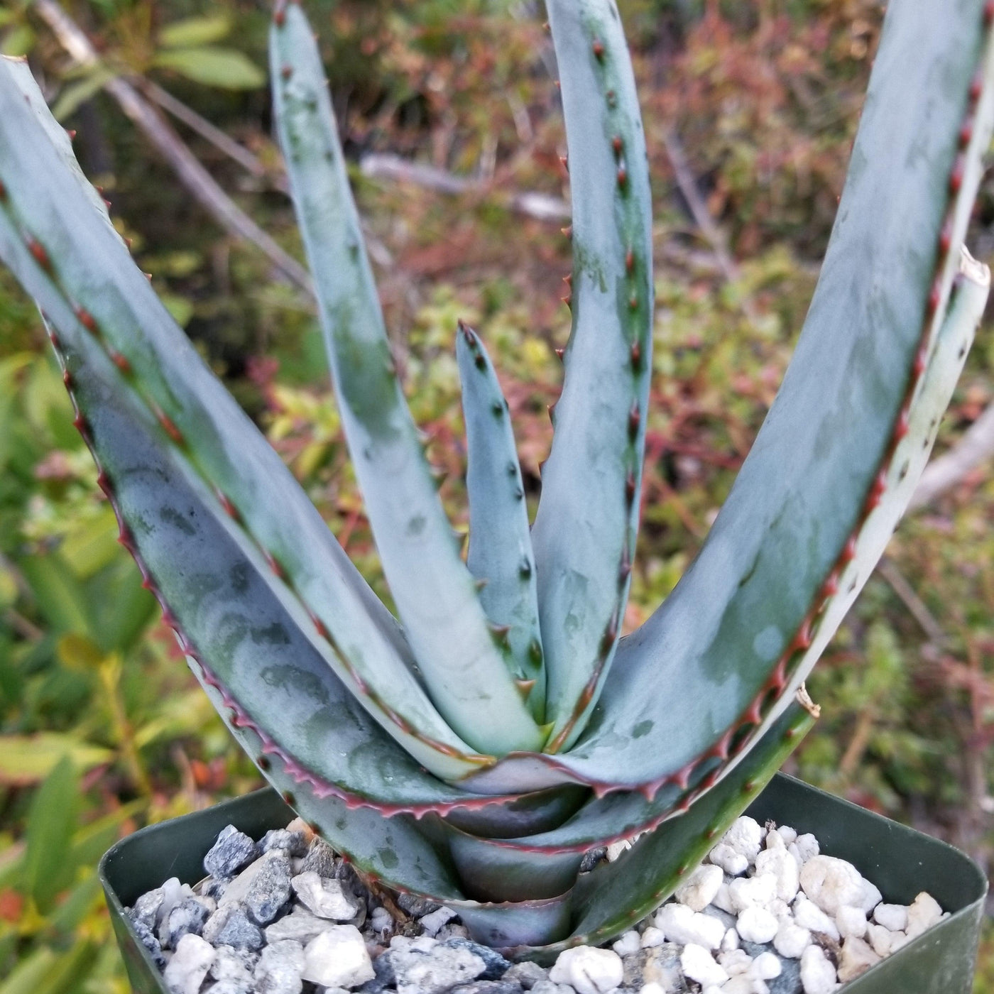 gray aloe vera plant Aloe capitata quartziticola