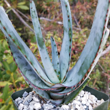 Buy Aloe Capitata Quartziticola Succulent Online