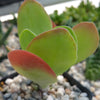 Flapjack Plant ‘Kalanchoe luciae’