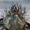 Acanthocalycium glaucum