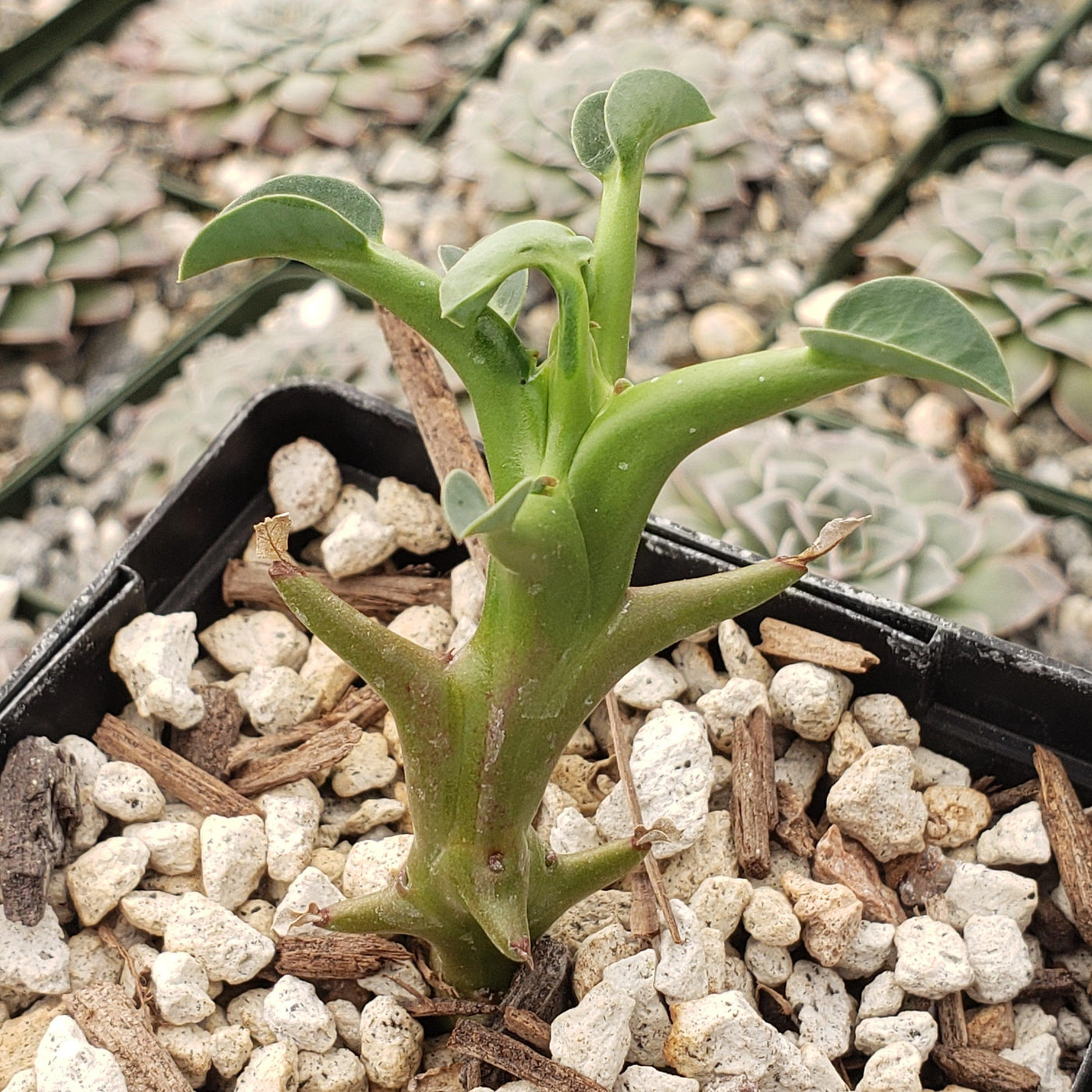 succulent thick stem Euphorbia hamata