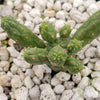 Euphorbia inermis huttonae