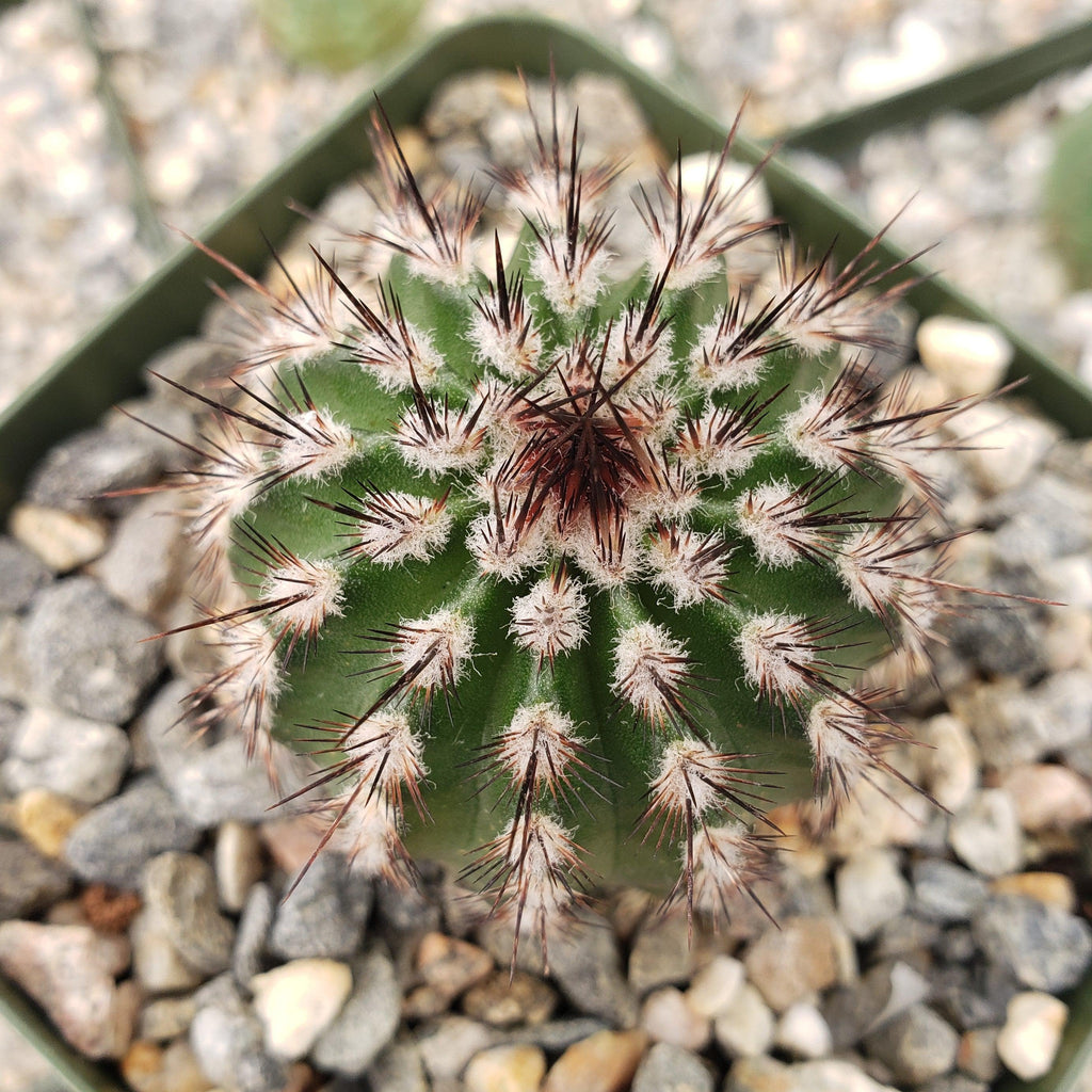 Echinocereus armatus