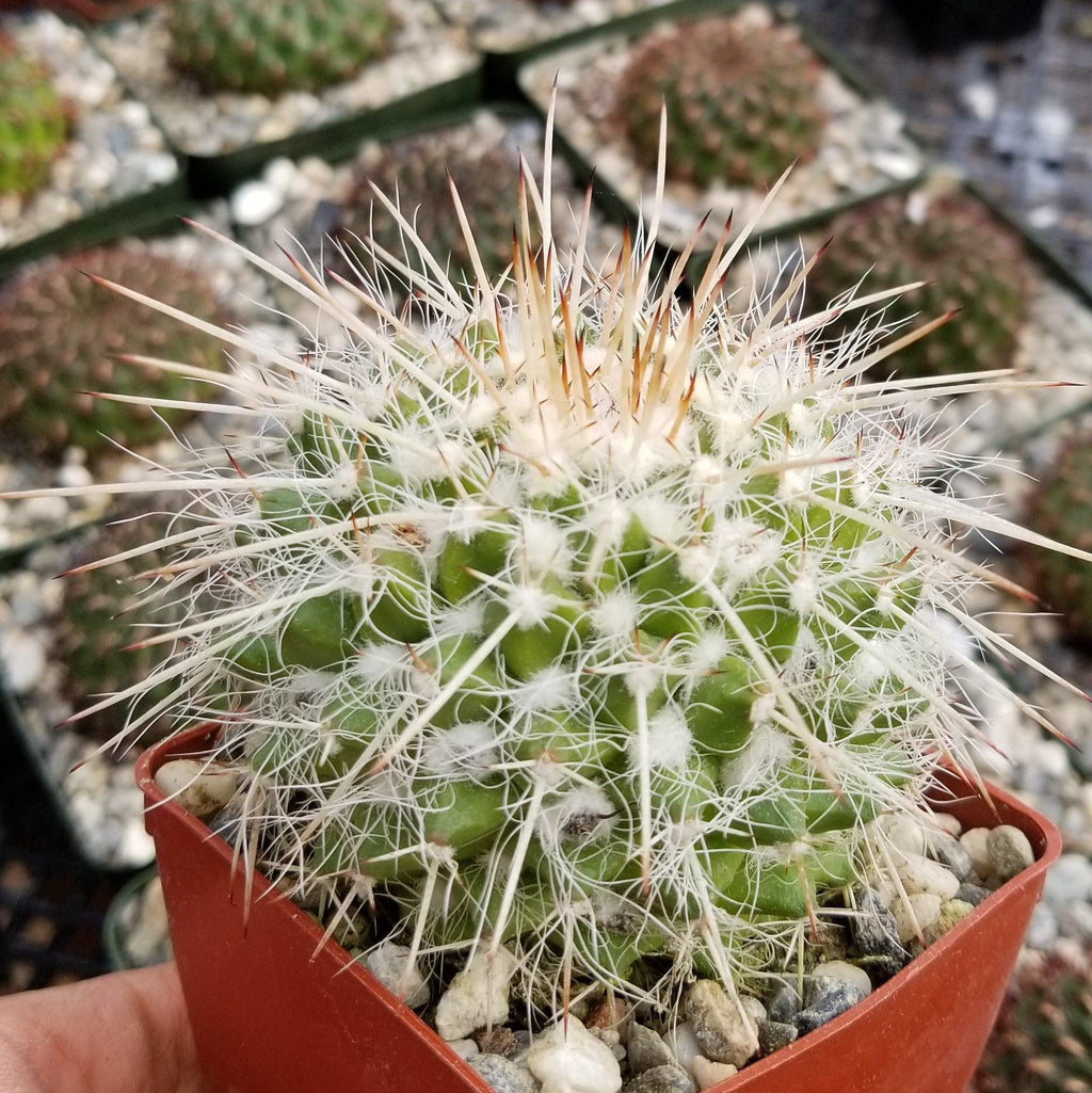 Mammillaria bicolor nobilis