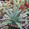 Agave nussaviorum Large