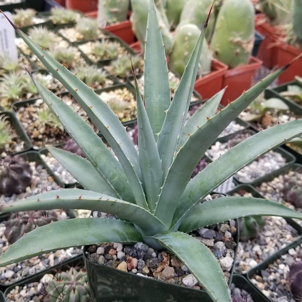 Agave nussaviorum Large