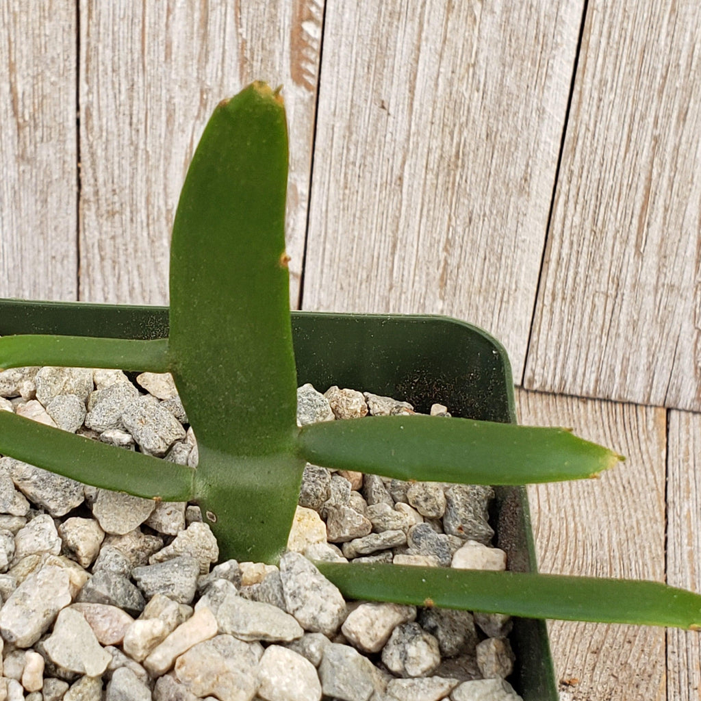 Euphorbia xylophylloides