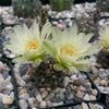 Gymnocalycium andreae