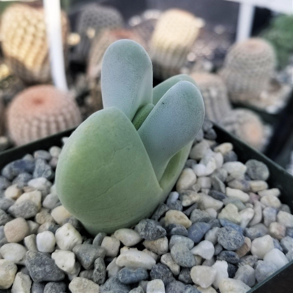 Cheiridopsis pillansii