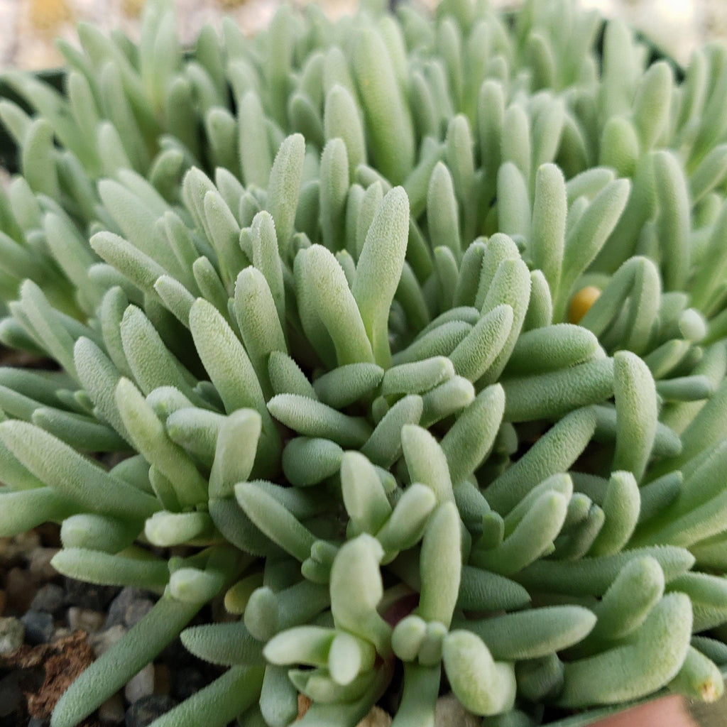 Delosperma sphalmanthoides