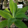 Foxtail Agave - Agave attenuata