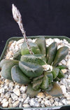 Haworthia truncata v. maughanii