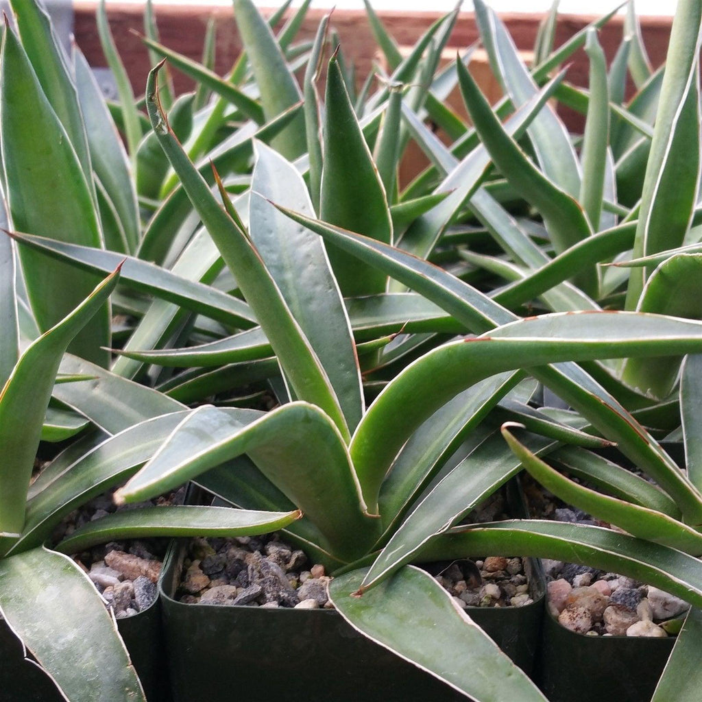 Agave impressa