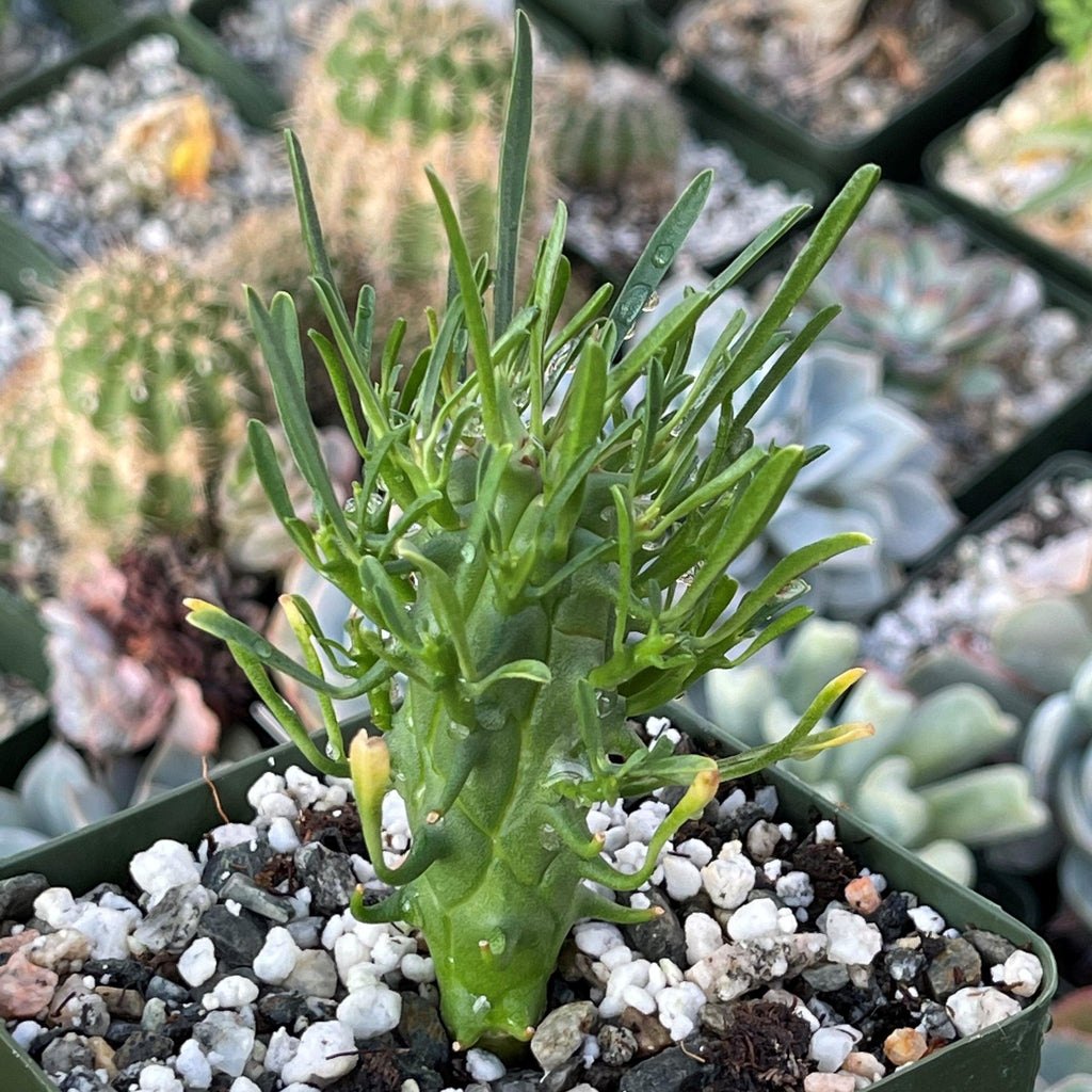 Euphorbia fasciculata schoenlandii