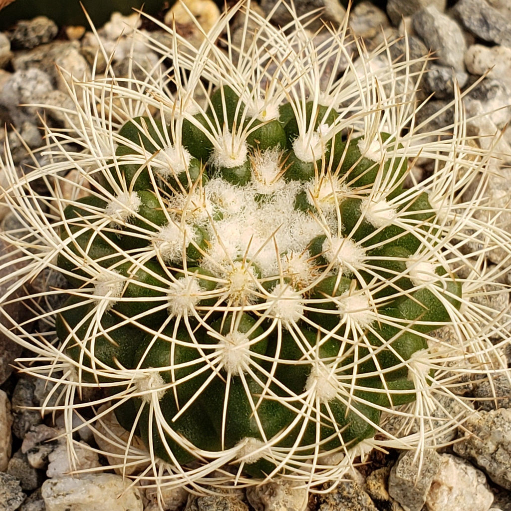 Discocactus arneispinus