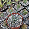 Agave stricta ‘Hedgehog Agave’