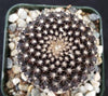 Copiapoa tenuissima