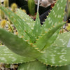 Aloe maculata – Soap Aloe