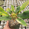 Euphorbia vigueri capuroniana