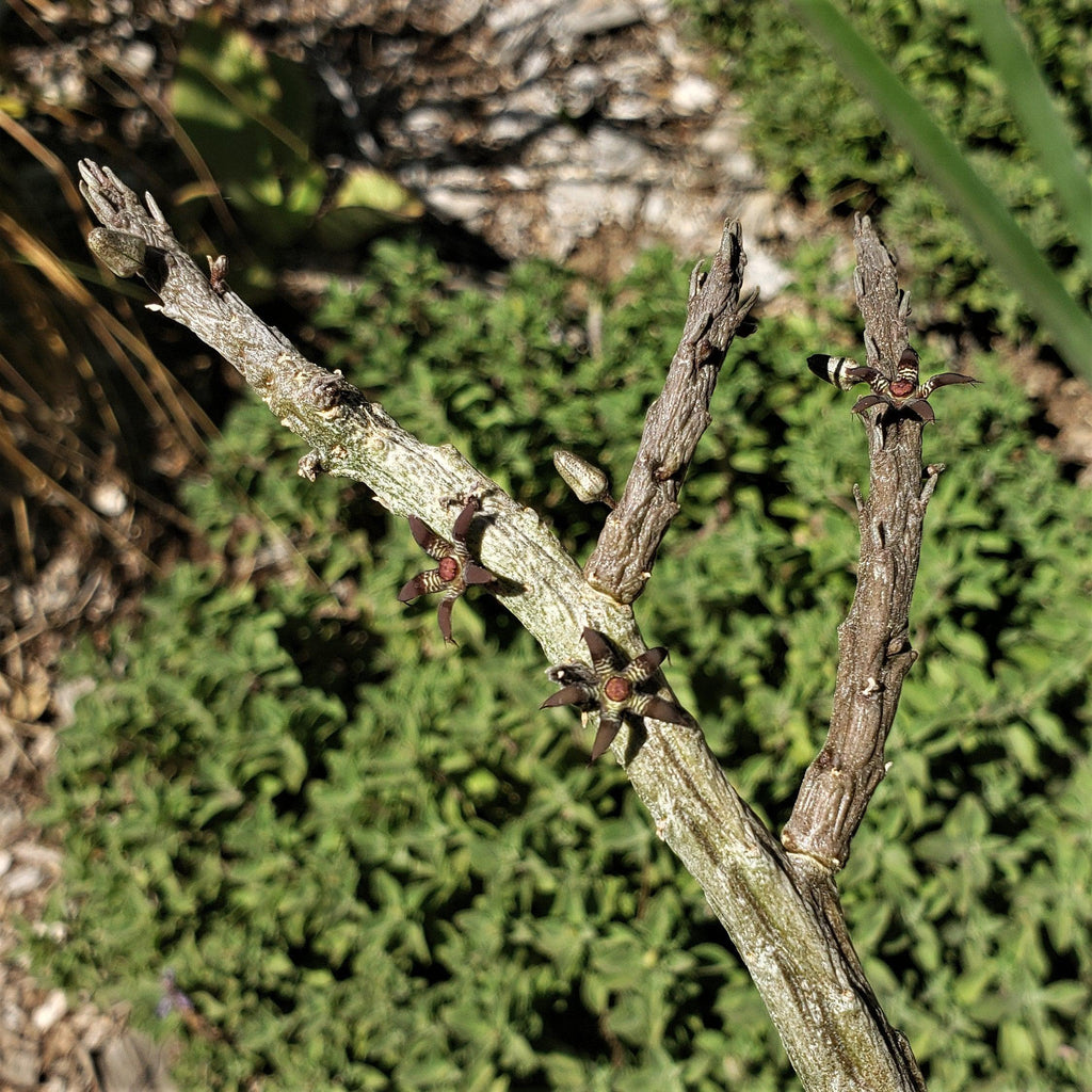 Rhytidocaulon macrolobum