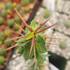 Euphorbia beharensis