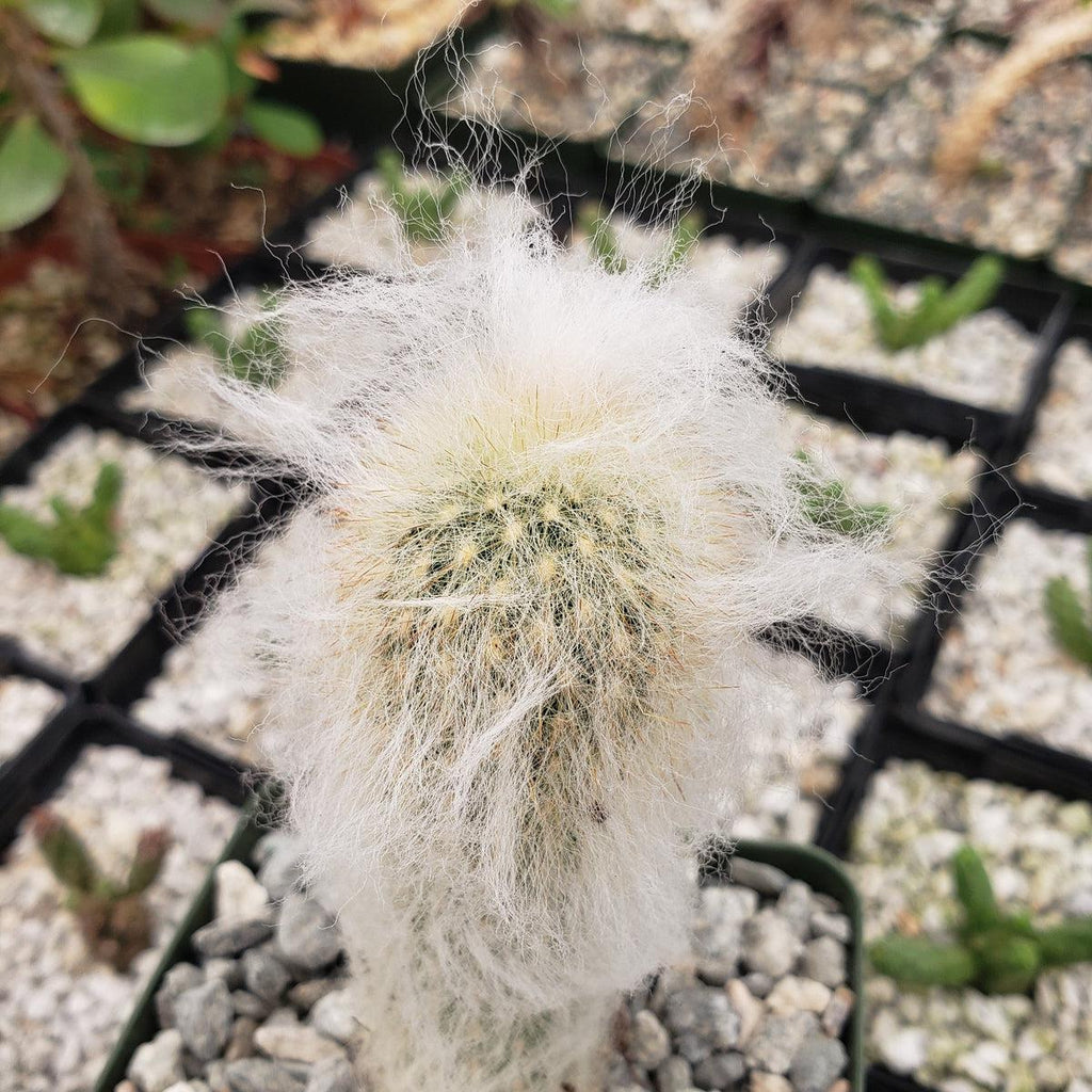 Espostoa lanata peruvian old man