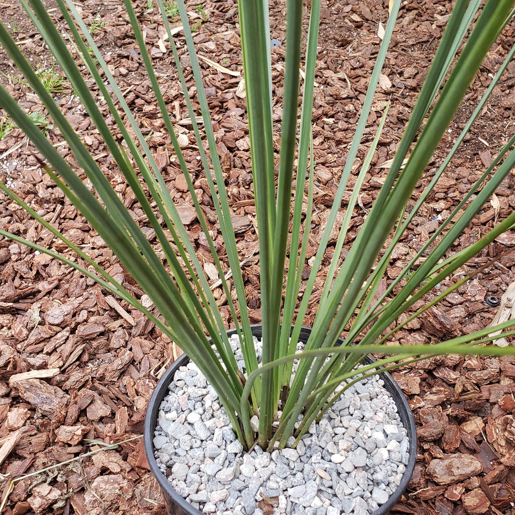 gal Hesperoyucca whipplei Specimen