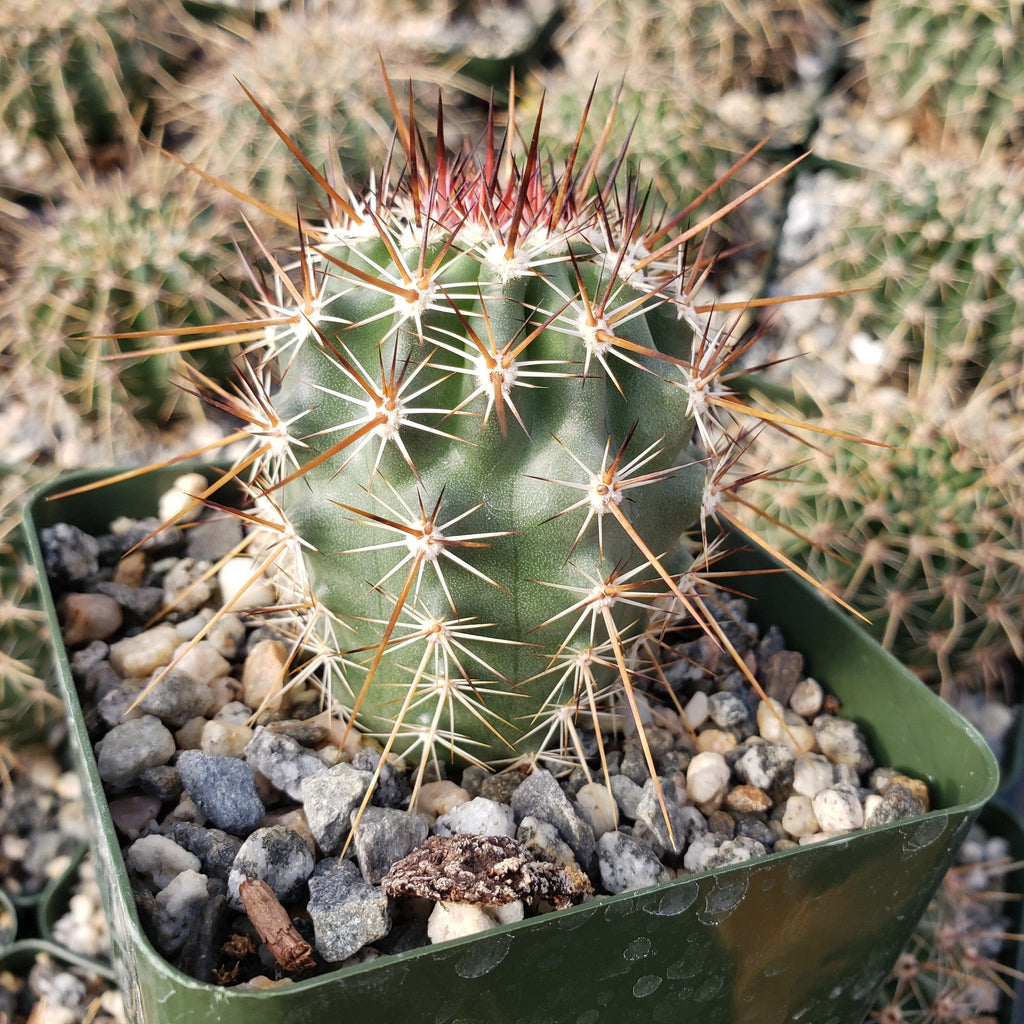 Echinocereus ferreirianus