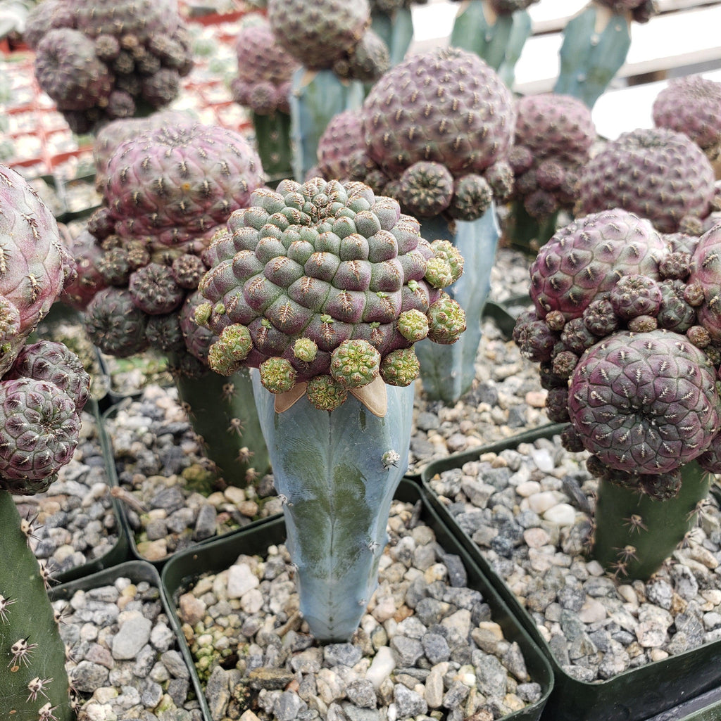 Sulcorebutia rauschii grafted Large