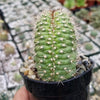 Trichocereus thelegonus Cristata