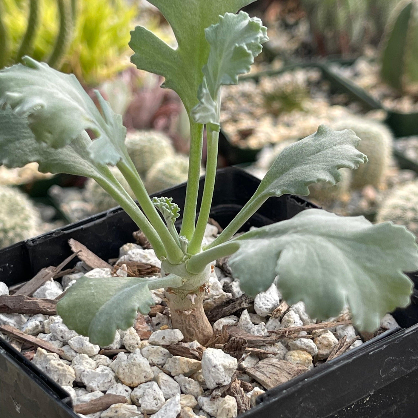 Pelargonium klinghardtense