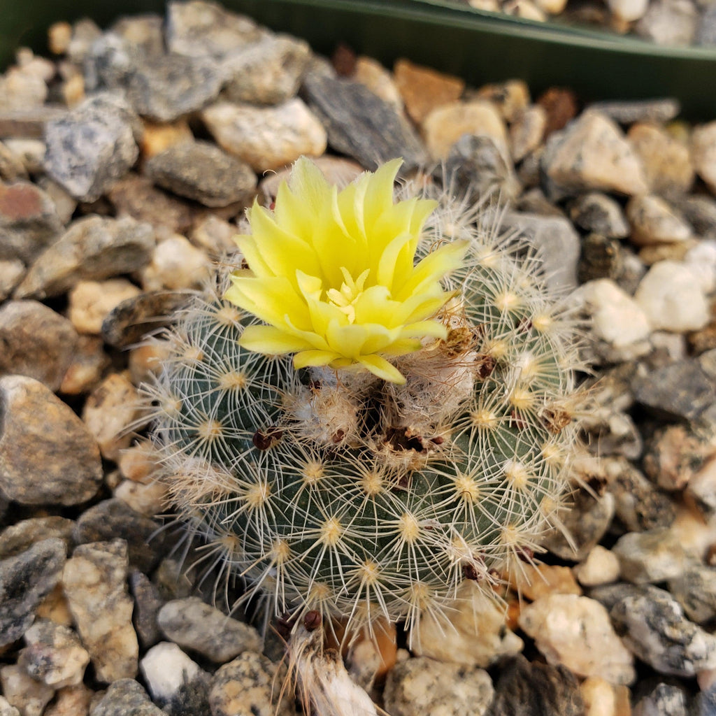 Frailea tenuissima albisetosa