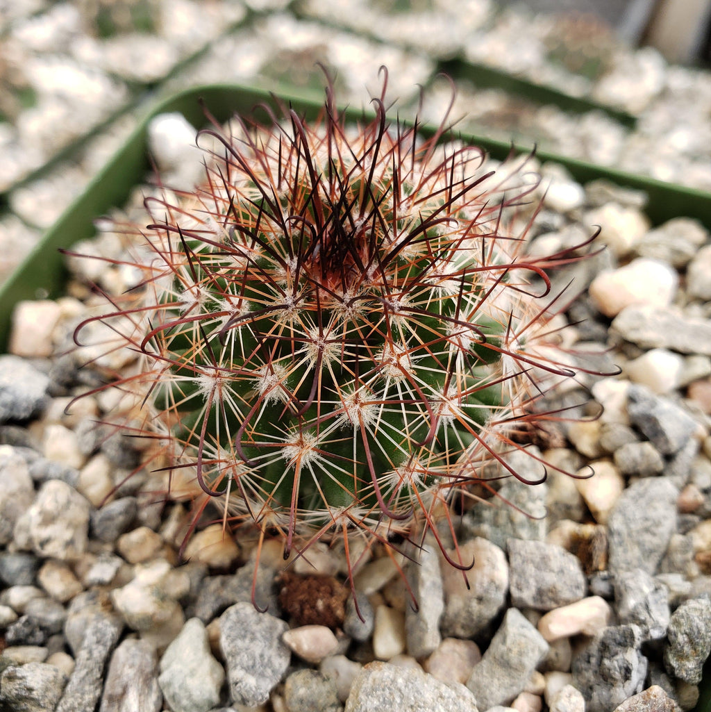Mammillaria tenango del valle