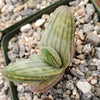 Aloe karasbergensis