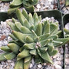 Rabiea difformis