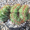 Cereus peruvianus multi-crested