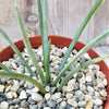 Agave stricta ‘Hedgehog Agave’