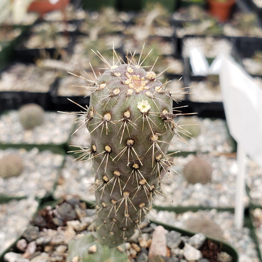 Opuntia fulgida boxing glove cactus