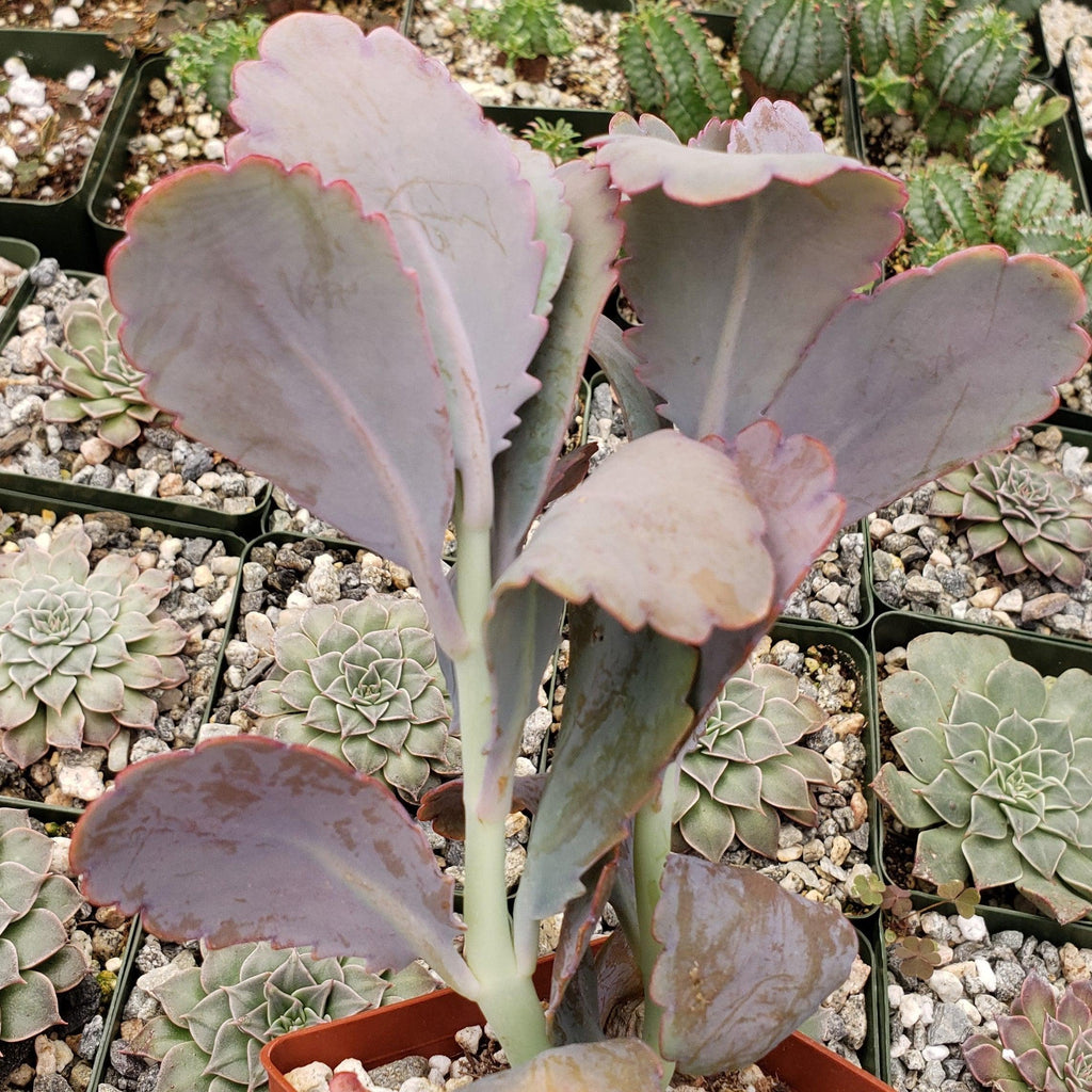 Kalanchoe fedtschenko