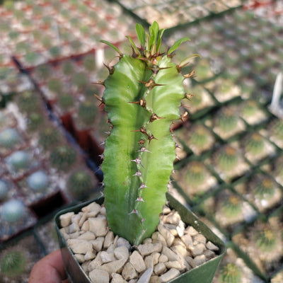 Euphorbia acrurensis abyssinia Desert Candle