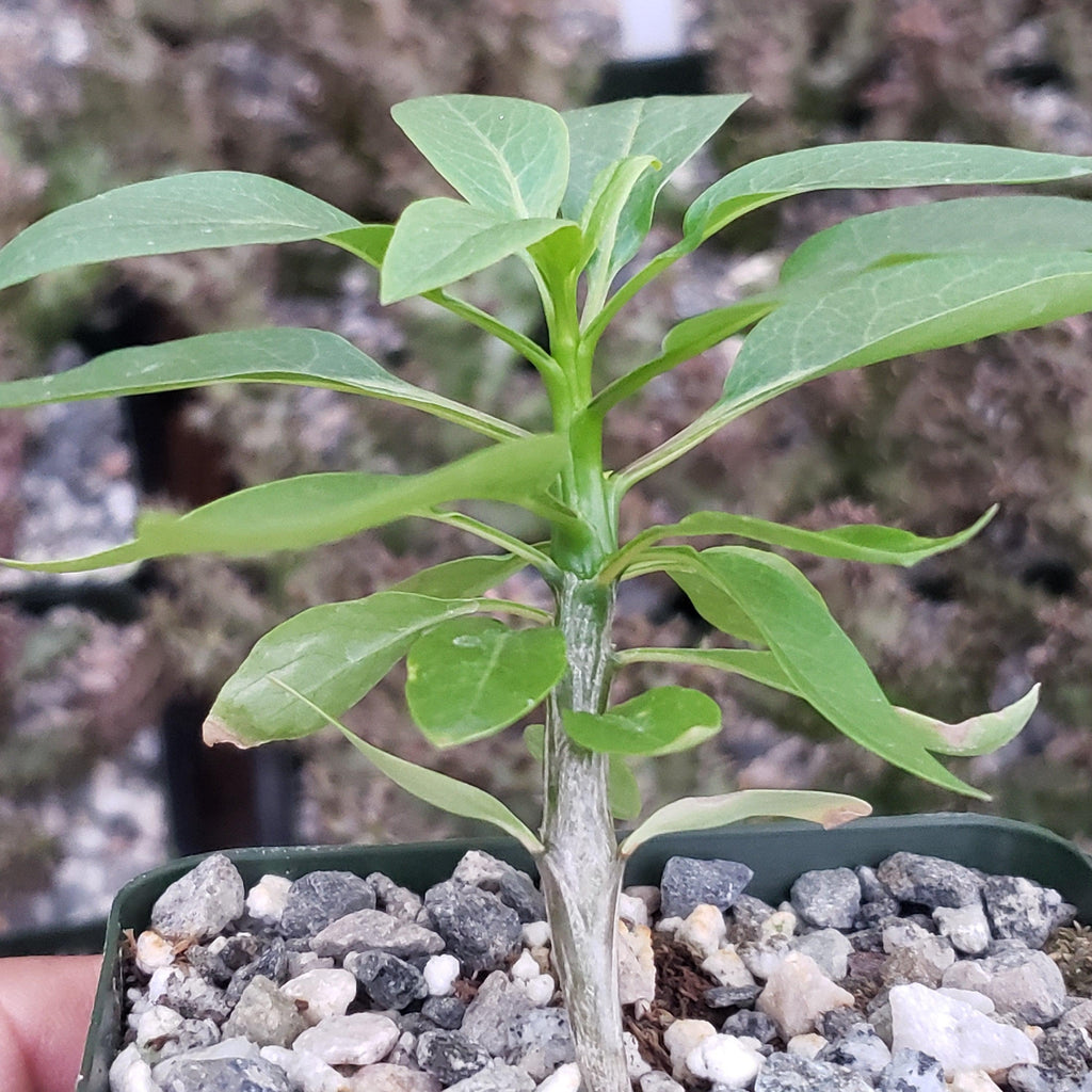 Fouquieria macdougalii