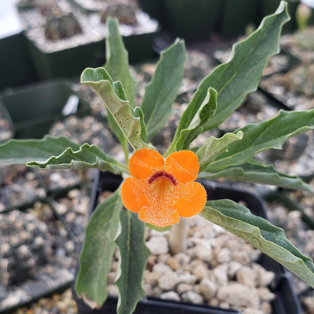 Pterodiscus aurantiacus