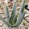 Aloe claviflora