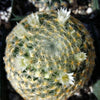 Mammillaria shiedeana