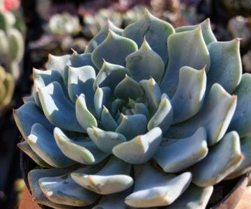 sesame seed plant Blue Sesame – Truelove Seeds main image 0