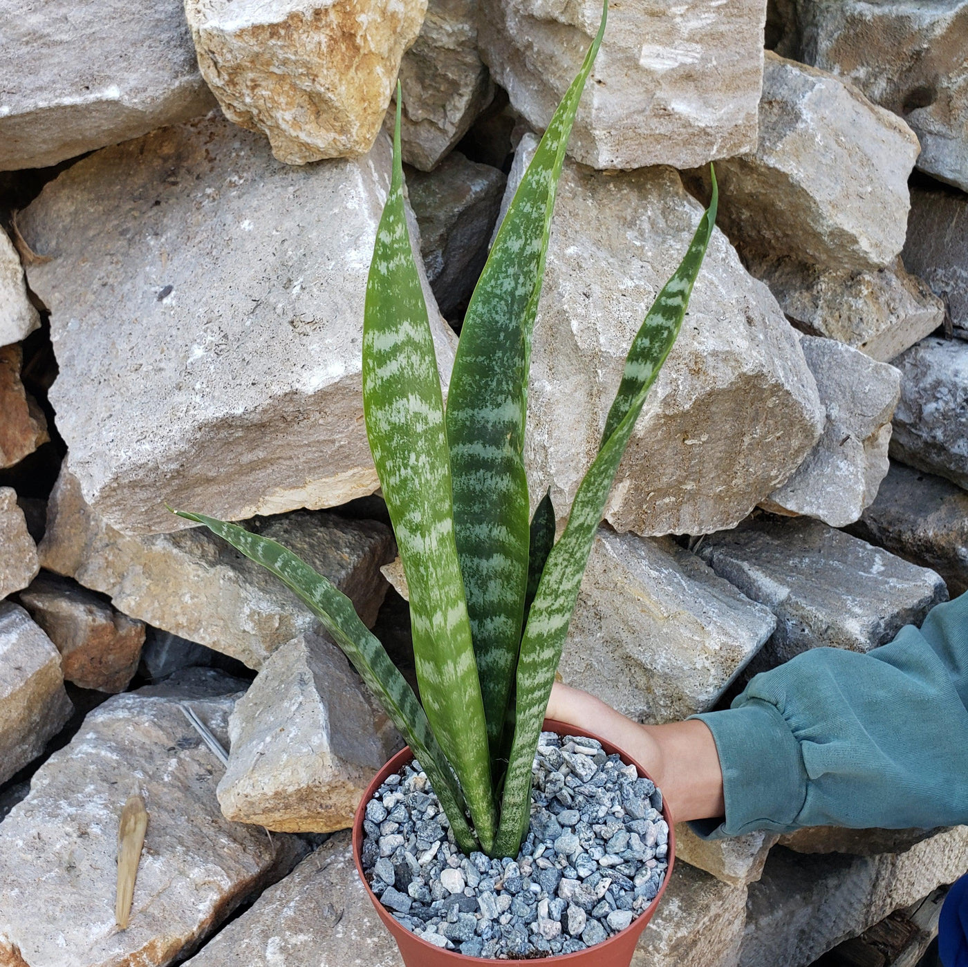 are mother-in-law's tongue indoor or outdoor plants Shop 'Mother in Law Plant - Sansevieria trifasciata' Snake Plant - Care and Info
