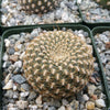 Sulcorebutia arenacea